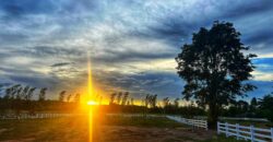 ที่ดินเปล่าแบ่งขาย หนองหญ้าปล้อง เพชรบุรี